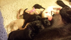 Kate's last litter, six healthy pups.